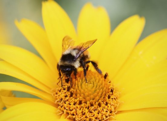 Una abeja sobre una flor amarilla