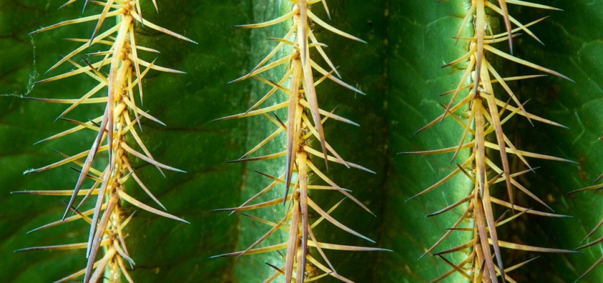 cactus