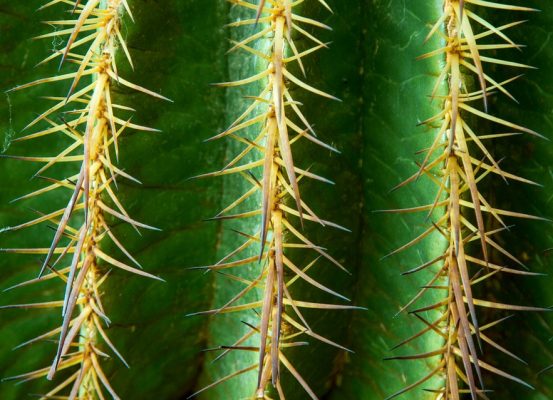 cactus