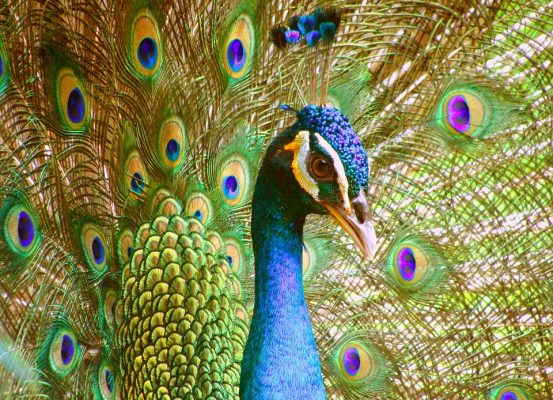 pavo real